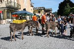 Asinelli per le vie del paese
